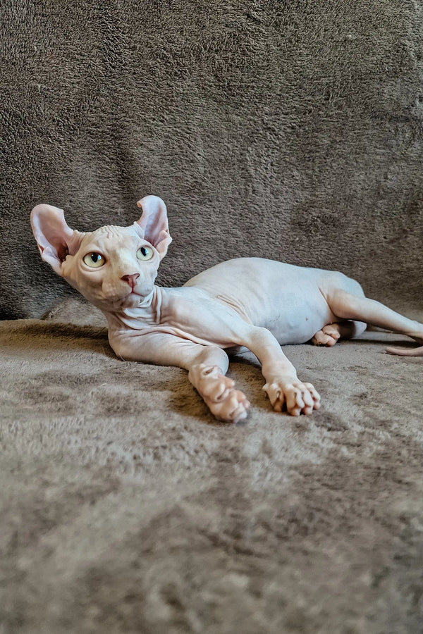 Relaxed Hairless Sphynx cat named Ariel in a cozy side pose. Perfect Elf Sphynx Kitten!