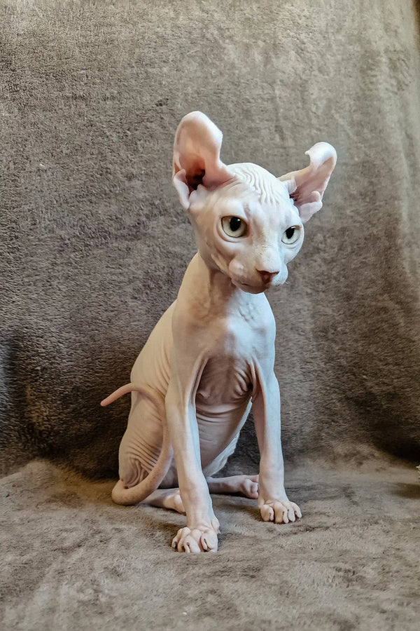 Hairless Sphynx kitten Ariel sitting upright, showcasing cute wrinkled skin and big ears