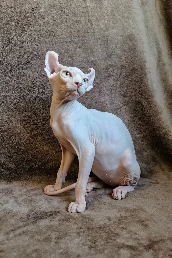 Hairless Sphynx cat Ariel tilting head with a cute expression in Elf Sphynx Kitten