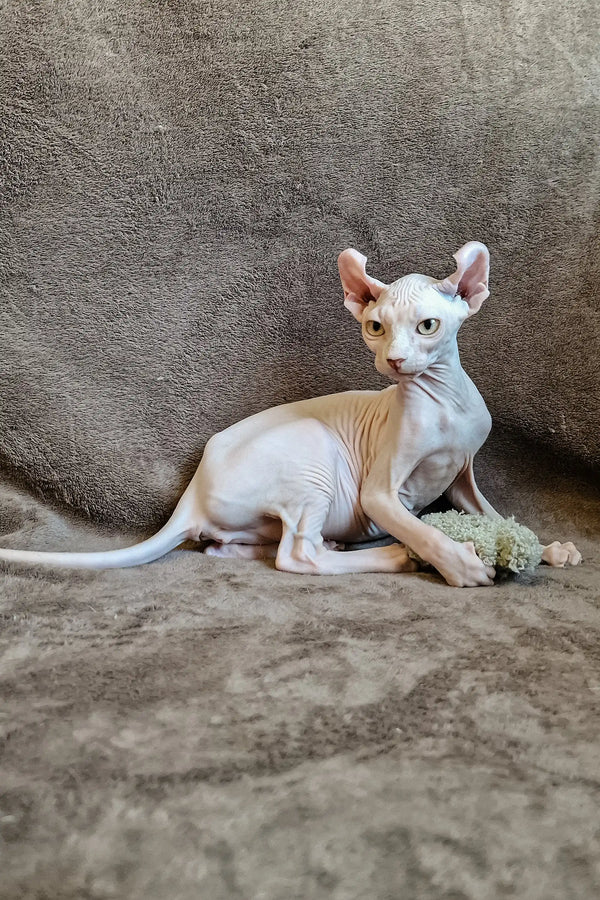 Hairless Sphynx cat with white and orange fur lounging side, Ariel the Elf Sphynx Kitten