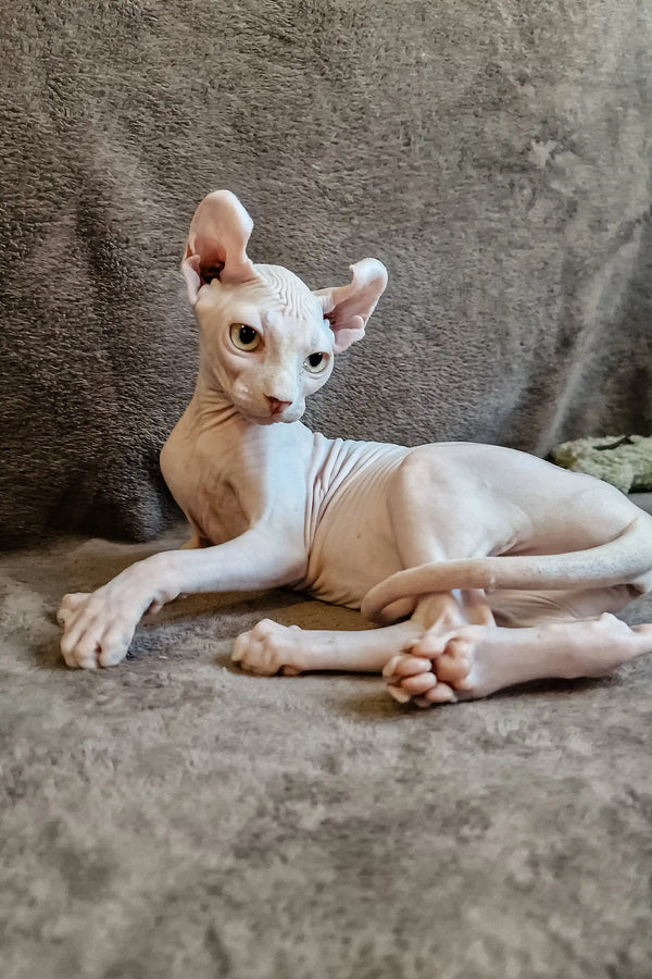 Hairless Sphynx kitten Ariel lying relaxed, showcasing her unique and adorable look