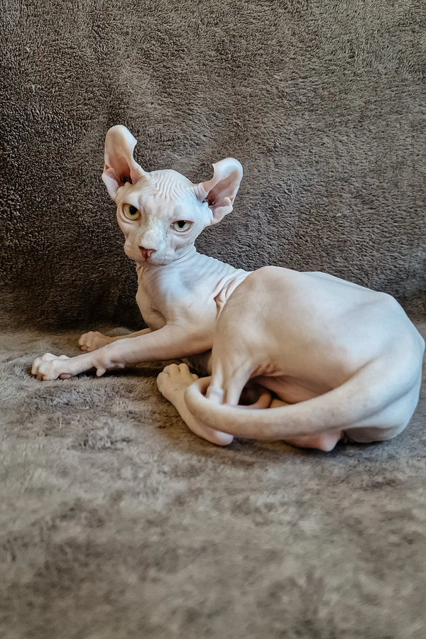 Hairless Sphynx cat resting on its side, perfect for the Ariel Elf Sphynx Kitten product