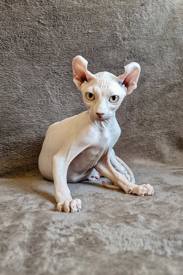 Hairless Sphynx cat with pink skin and big ears sitting pretty in Ariel | Elf Sphynx Kitten