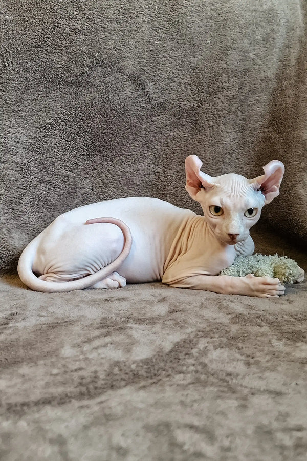 Hairless Sphynx cat Ariel lounging with a cute toy in the Elf Sphynx Kitten line