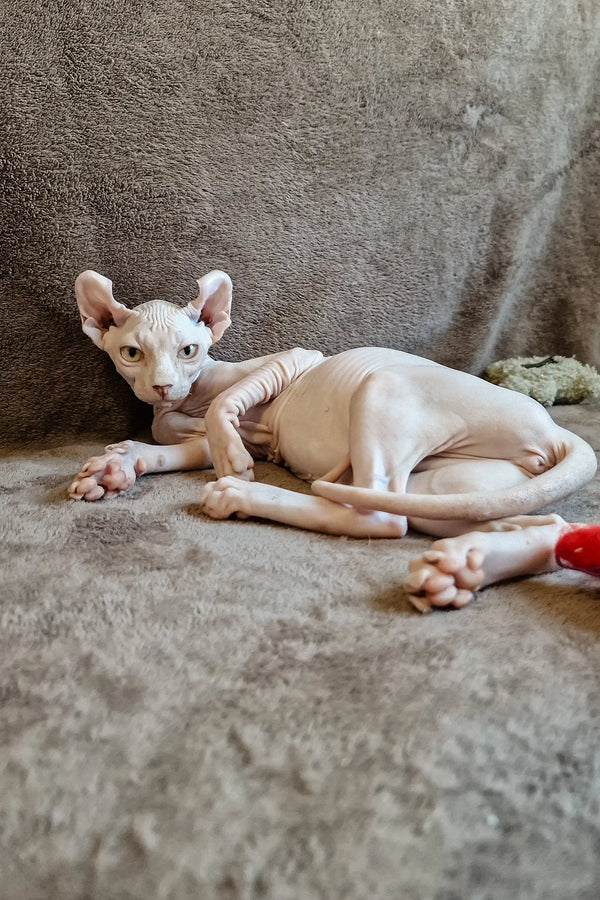 Hairless Sphynx cat lounging on its side in the Ariel Elf Sphynx Kitten product