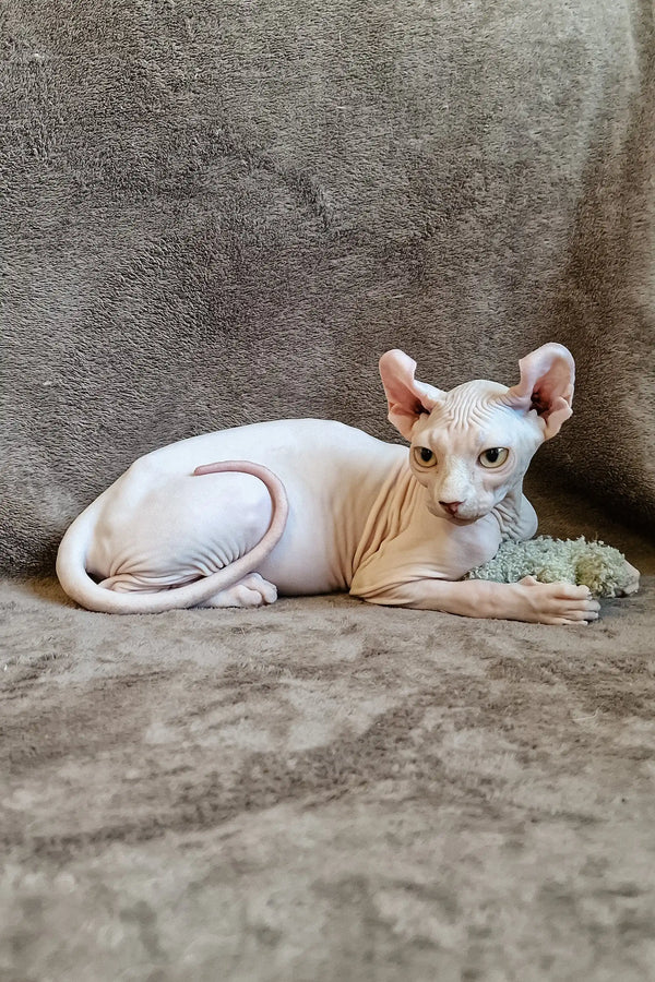 Hairless Sphynx kitten Ariel with pink ears and pale skin lounging cutely