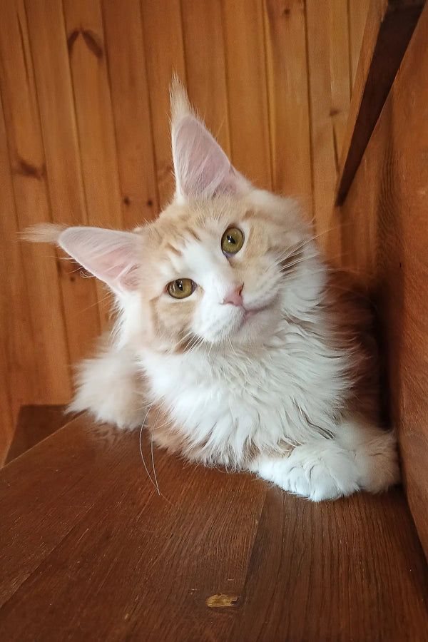 Ariel | maine coon kitten