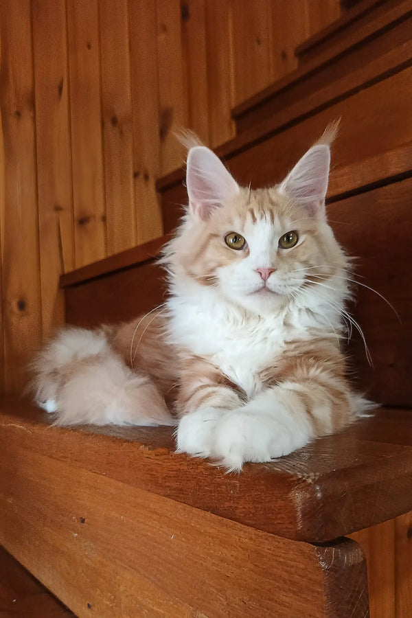 Ariel | maine coon kitten