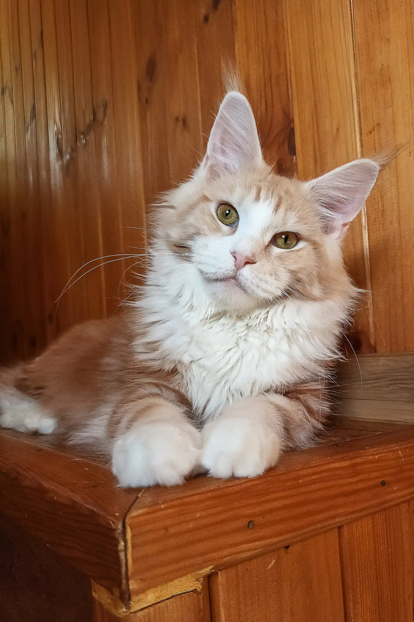 Ariel | maine coon kitten