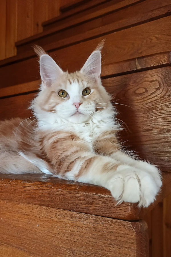 Ariel | maine coon kitten