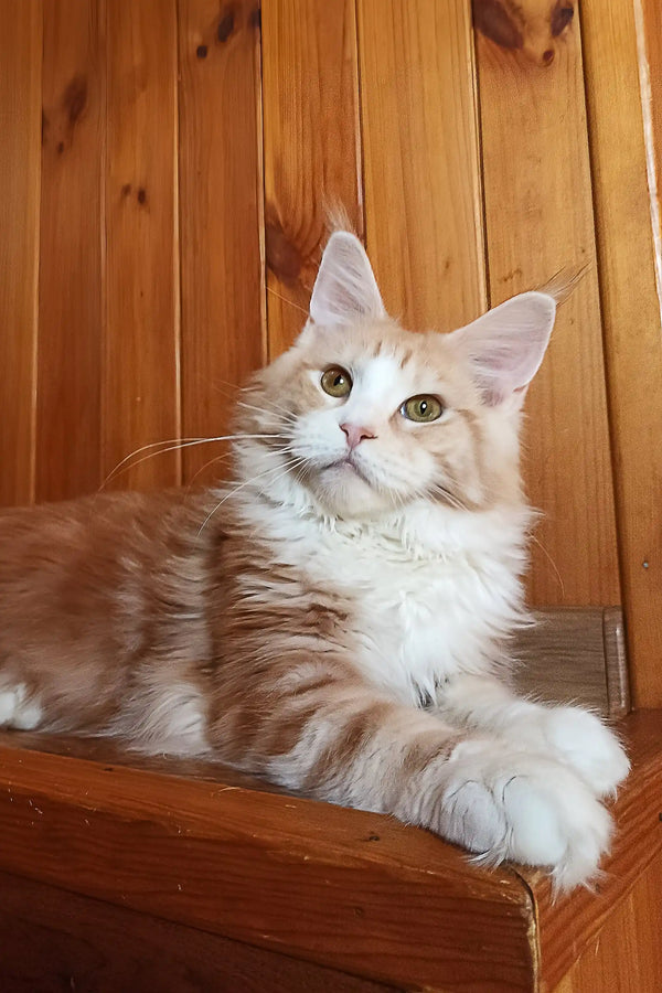 Ariel | maine coon kitten