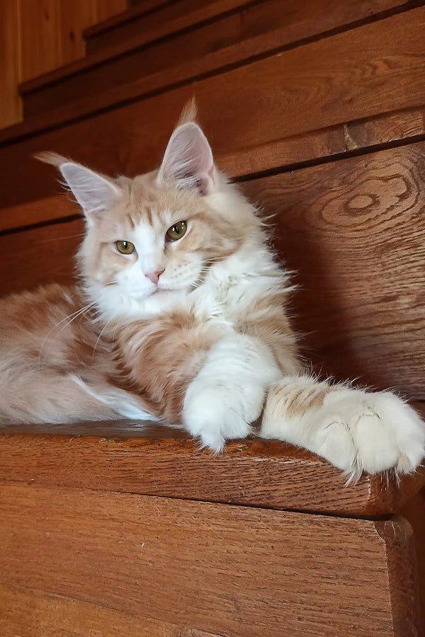 Ariel | maine coon kitten