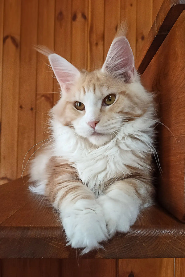 Ariel | maine coon kitten