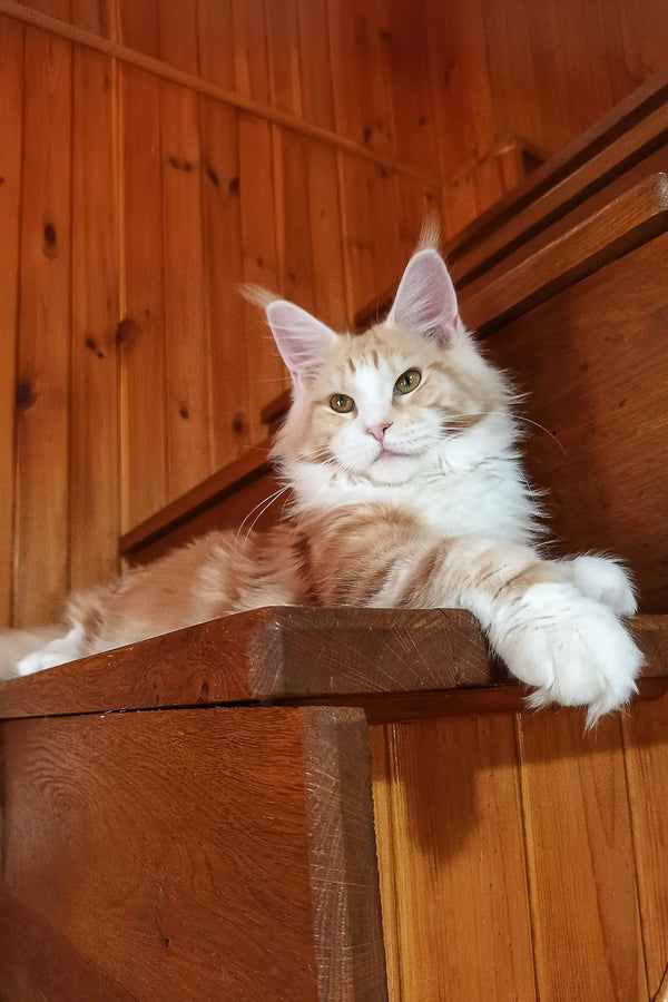 Ariel | maine coon kitten