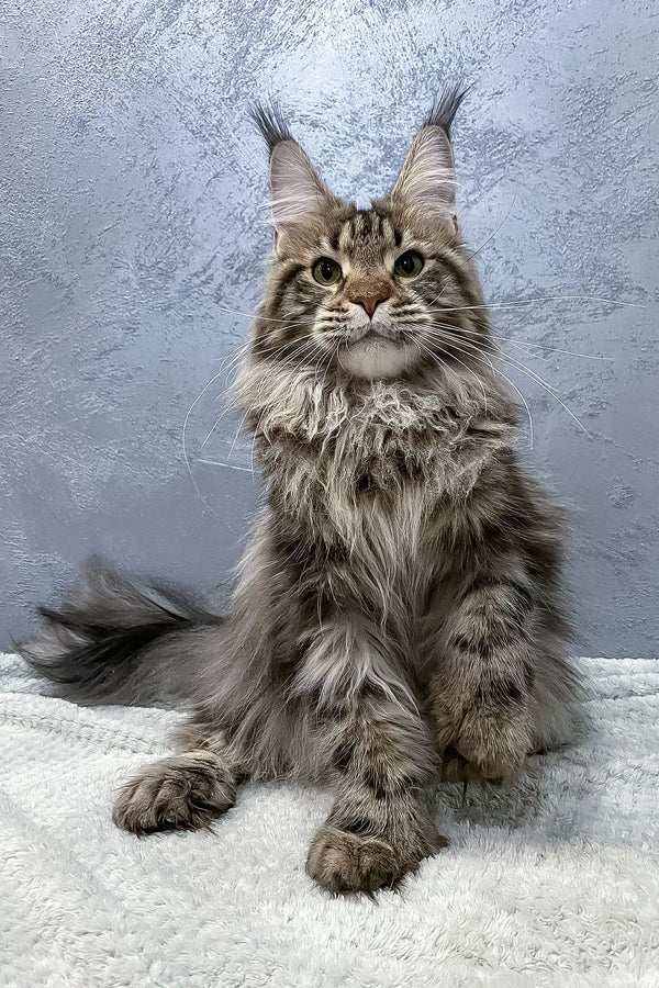Gray tabby Maine Coon cat named Ariella in a stylish polydactyl design
