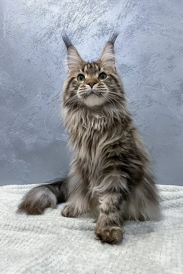 Majestic Maine Coon cat named Ariella with unique polydactyl features
