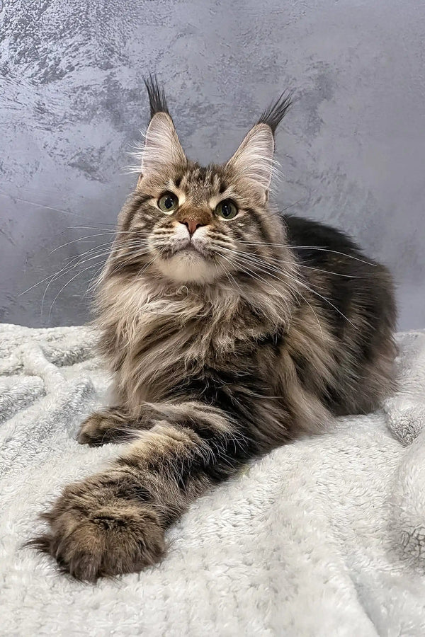 Majestic Maine Coon cat Ariella showcasing her polydactyl paws and stunning fur