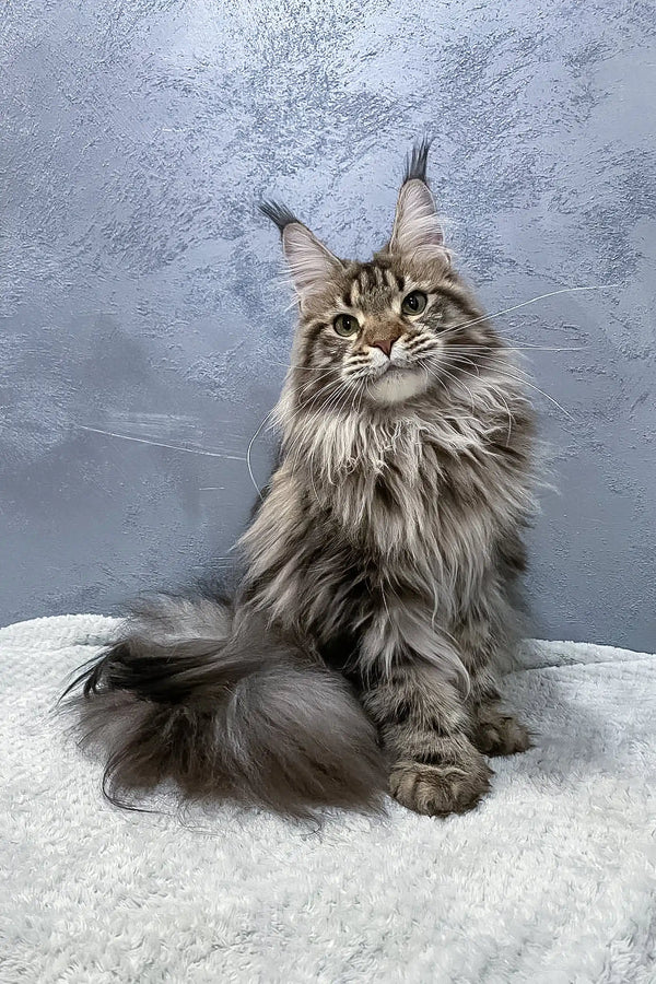 Majestic Maine Coon cat featured in Ariella Polydactyl Maine Coon product