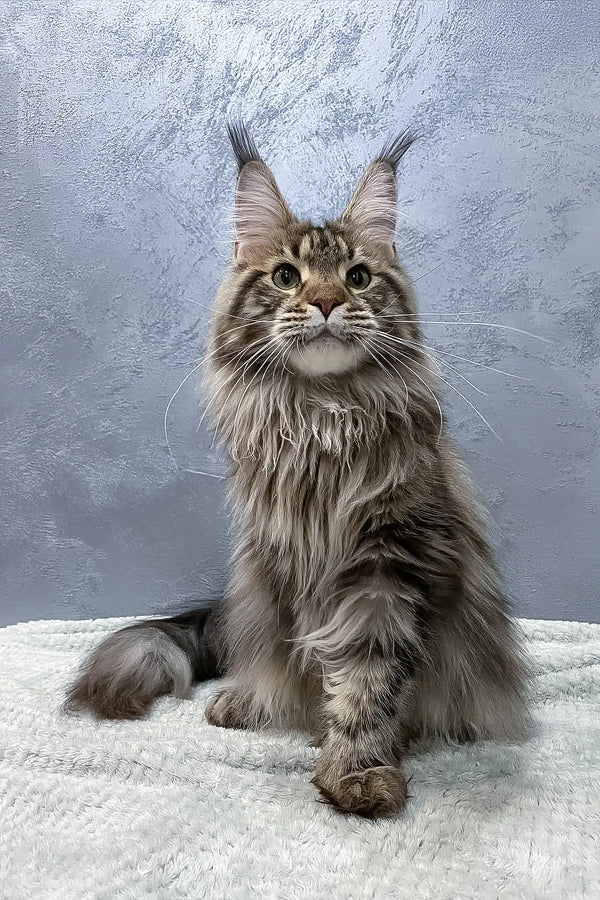 Majestic Maine Coon cat featured in Ariella Polydactyl Maine Coon product display