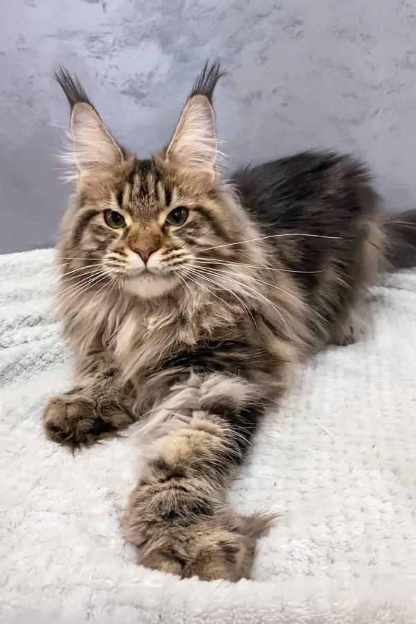 Majestic Maine Coon cat named Ariella, featuring adorable polydactyl paws