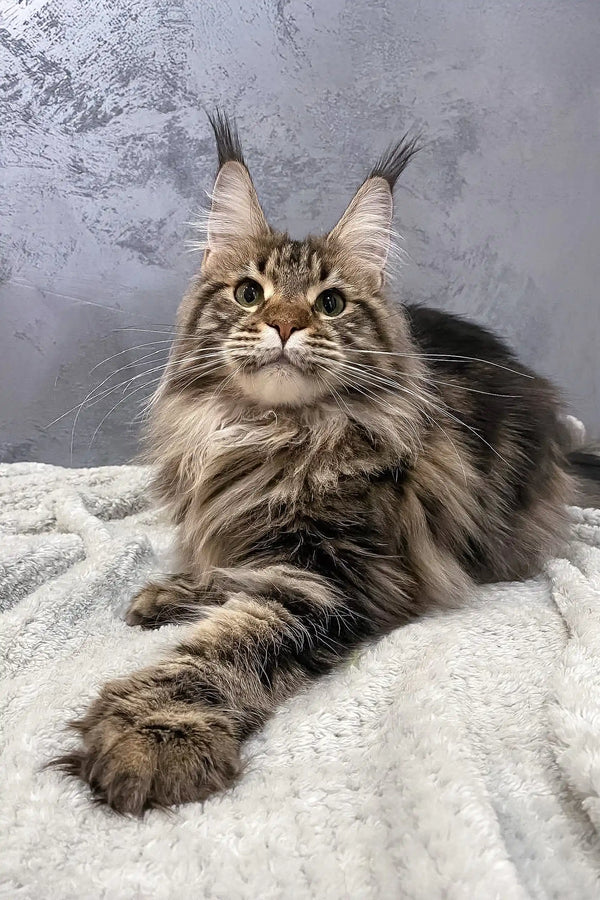 Majestic Maine Coon cat named Ariella showcasing her polydactyl paws