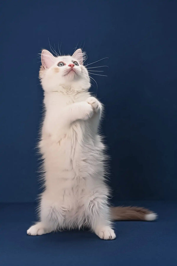 Arielle | ragdoll kitten