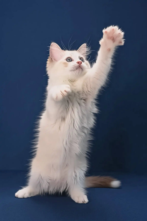 Arielle | ragdoll kitten