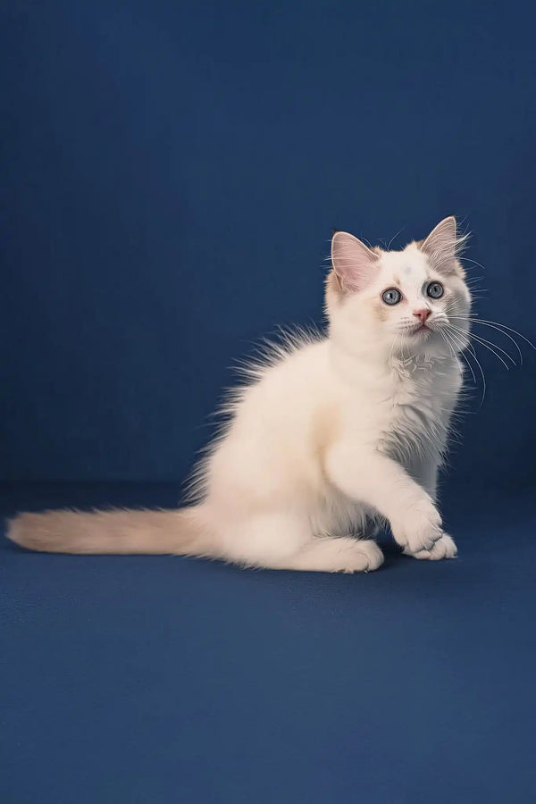 Arielle | ragdoll kitten