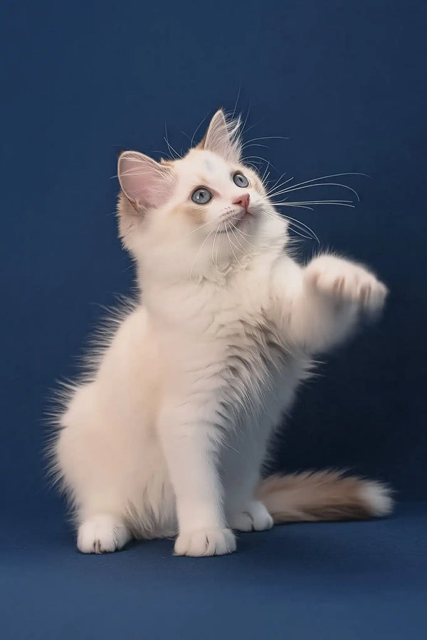Arielle | ragdoll kitten
