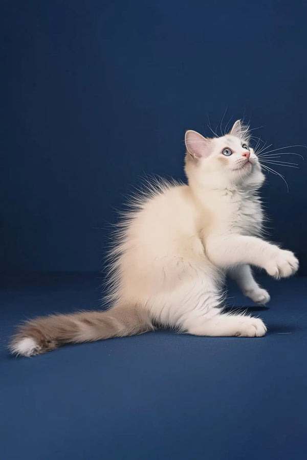 Arielle | ragdoll kitten
