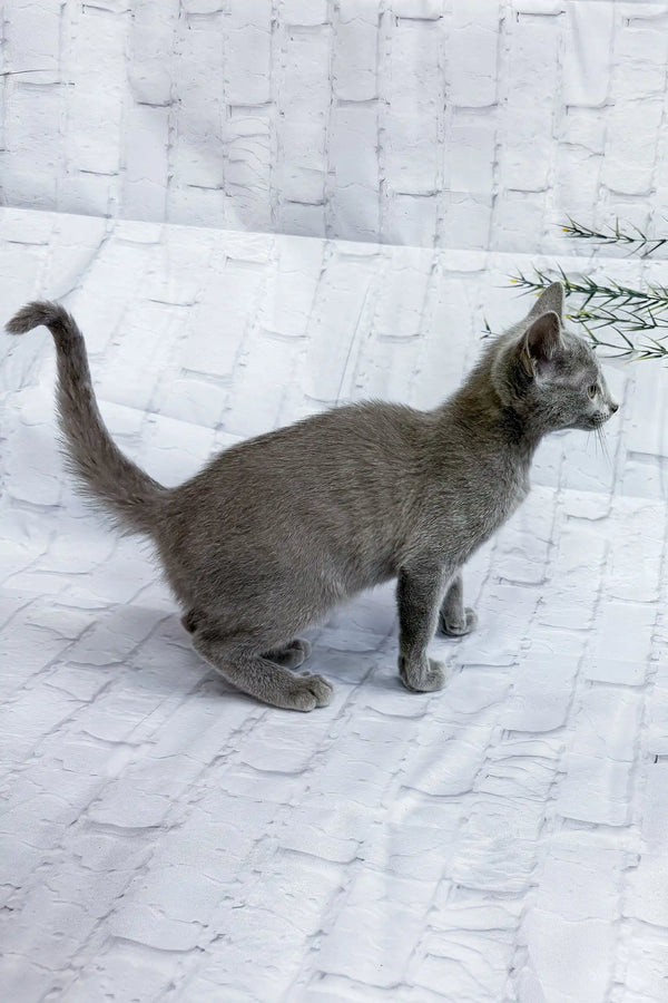 Arina | russian blue kitten