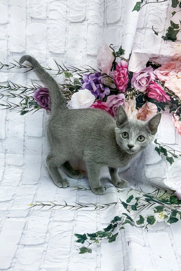 Arina | russian blue kitten