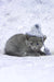 Arina | russian blue kitten