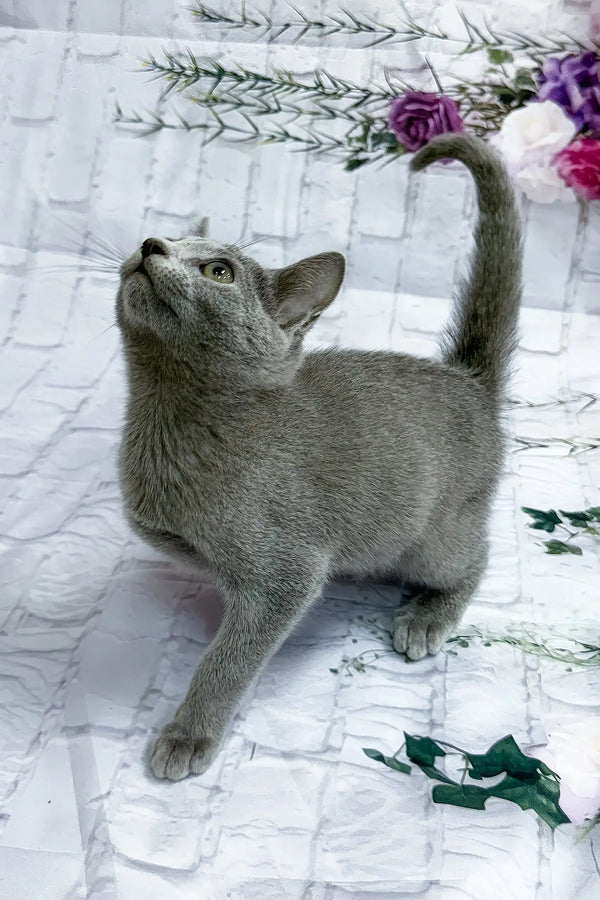 Arina | russian blue kitten