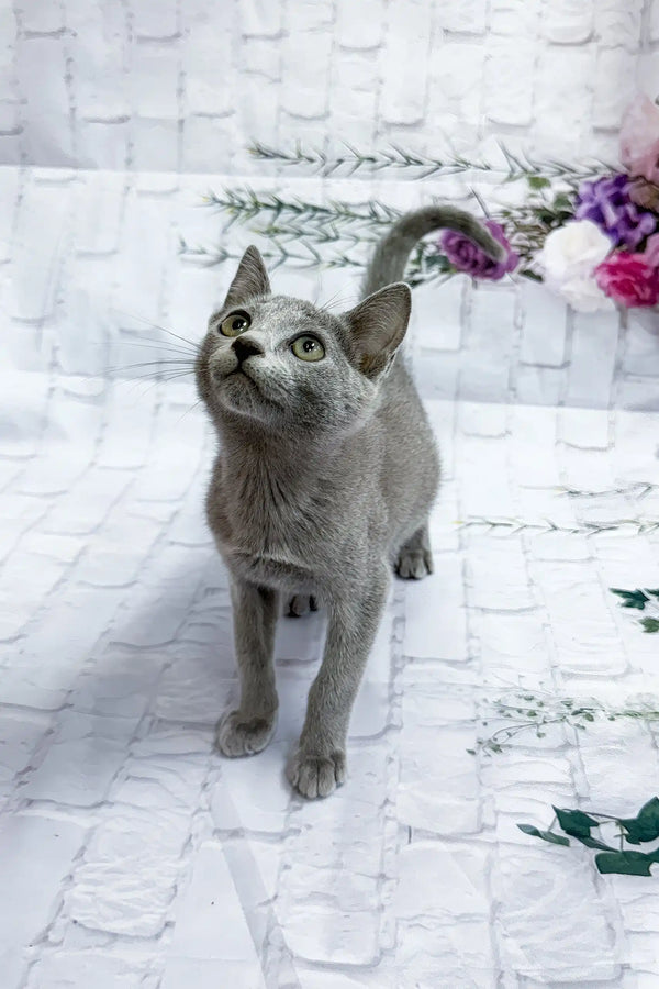 Arina | russian blue kitten