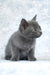 Arina | russian blue kitten