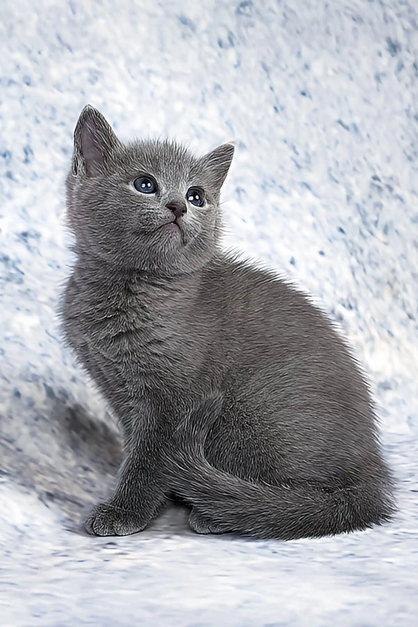Arina | russian blue kitten