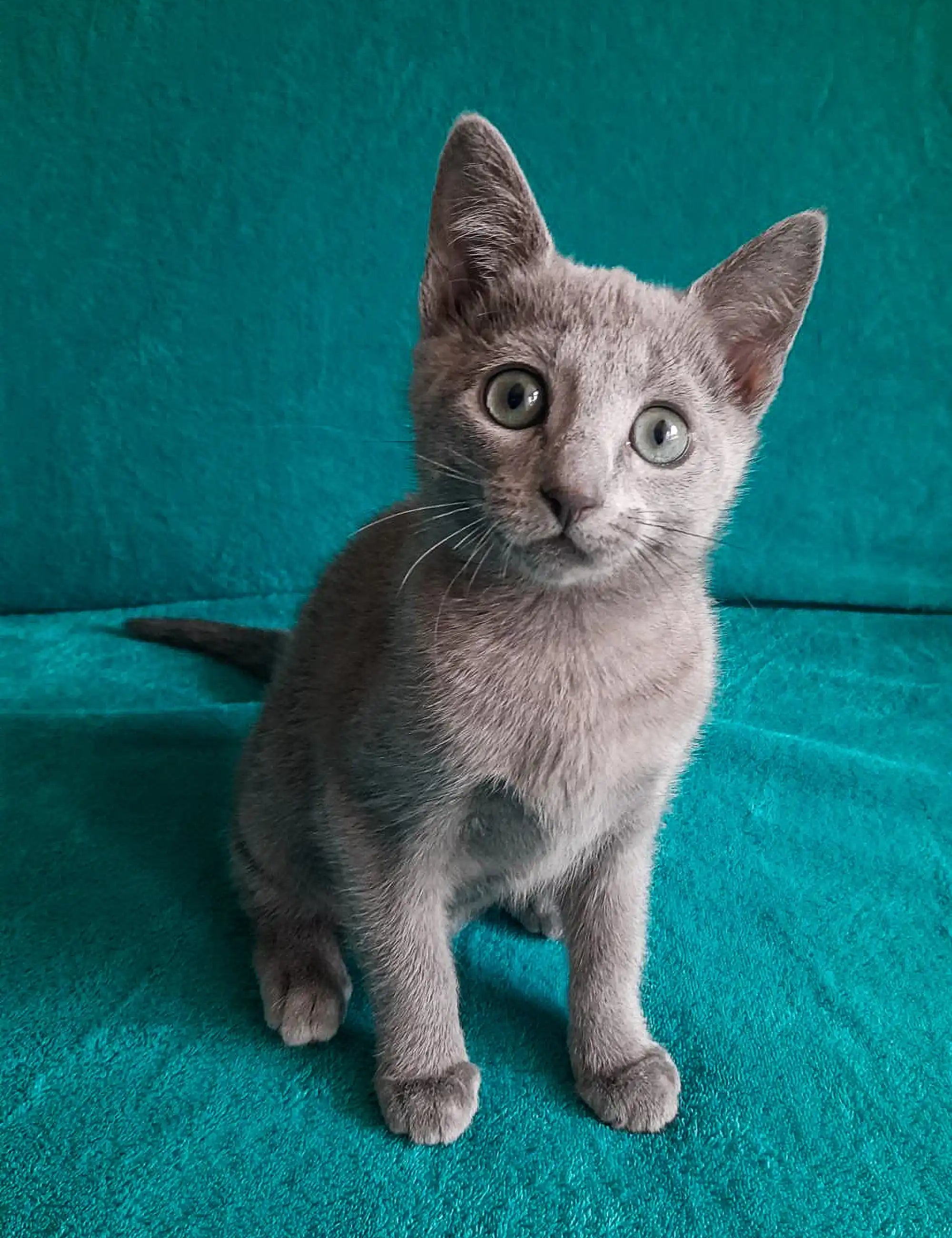 Ukranian Blue Kittens For Sale Arina | Russian Kitten