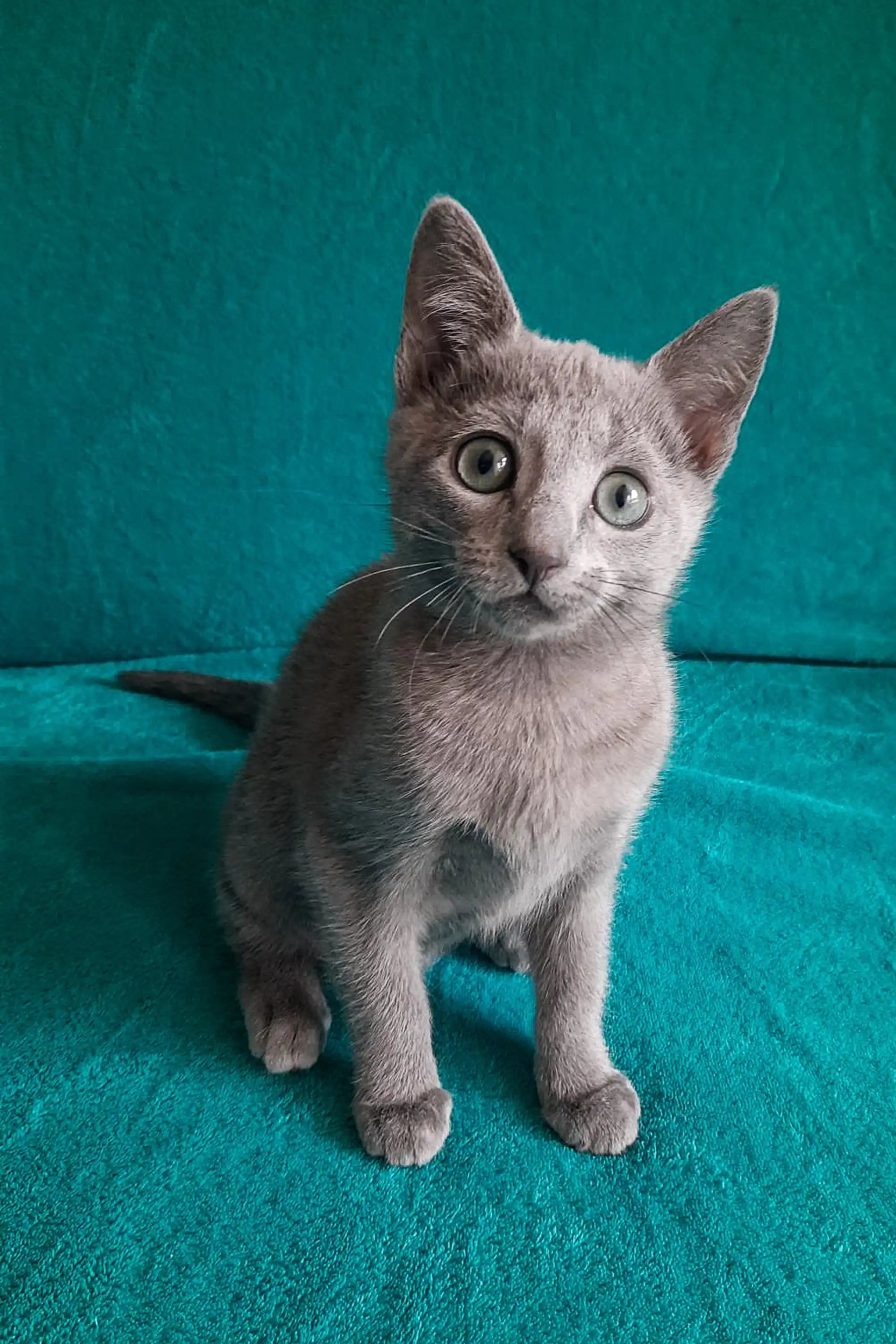 Ukranian Blue Kittens For Sale Arina | Russian Kitten