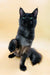 Black cat with green eyes sitting upright, perfect for Aristarh Maine Coon Kitten lovers