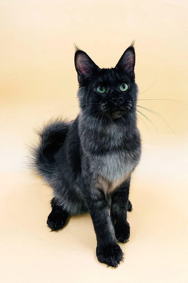 Black cat with green eyes sitting, perfect for Aristarh Maine Coon kitten lovers