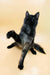 Black cat with raised paw looking up, perfect for Aristarh Maine Coon Kitten fans