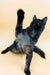 Gray and black Aristarh Maine Coon kitten stretching playfully with one paw raised