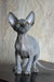 Aristocrat | canadian sphynx kitten