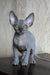 Aristocrat | canadian sphynx kitten
