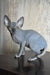 Aristocrat | canadian sphynx kitten