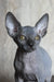 Aristocrat | canadian sphynx kitten