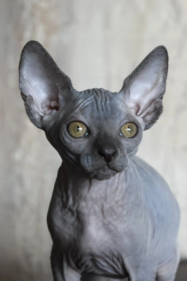 Aristocrat | canadian sphynx kitten