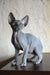 Aristocrat | canadian sphynx kitten