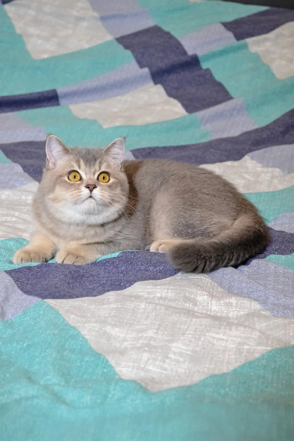 British Shorthair cat with golden eyes lounging on a stylish patterned surface